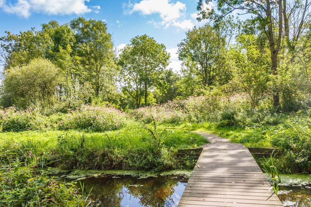 het Loetbos natuurgebieden zuid holland, natuurgebieden zuid-holland