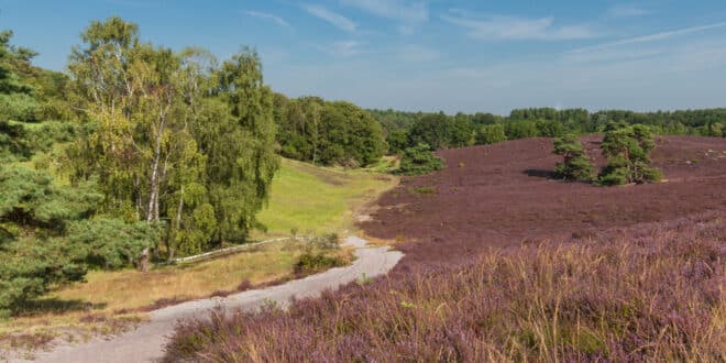 Brunssummerheide natuurgebieden Limburg, natuurhuisjes Limburg