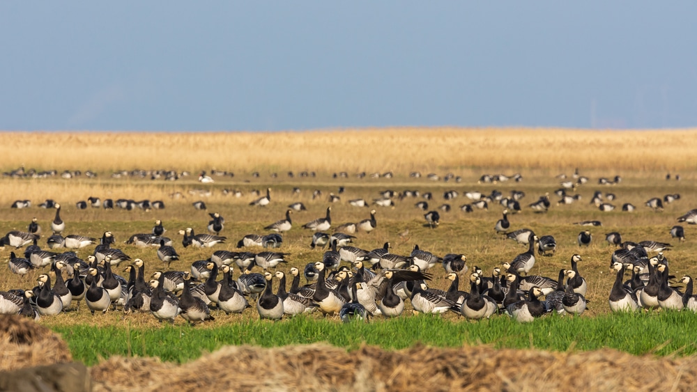 Estuarium Eems Dollard natuurgebieden Groningen, Natuurgebieden in Nederland