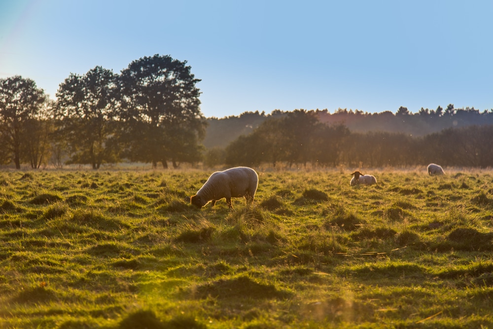 Nationaal Park De Meinweg Natuurgebieden Limburg, Natuurgebieden Limburg