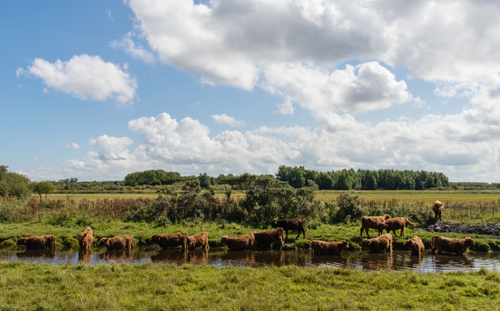 Nationaal Park Lauwersmeer natuurgebieden Groningen, Natuurgebieden in Nederland