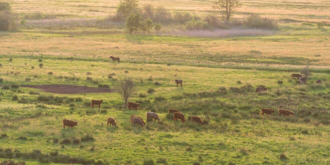 Dit zijn 10 mooie natuurgebieden om te wandelen in Groningen