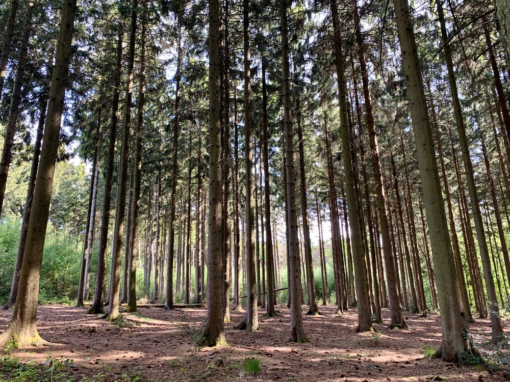 Vijlenerbos natuurgebieden Limburg, natuurgebieden nederland