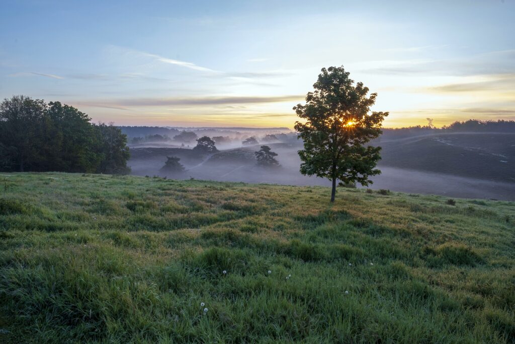 laag hangende mist bij zonsopkomst of zonsondergang in de Brunsummerheide