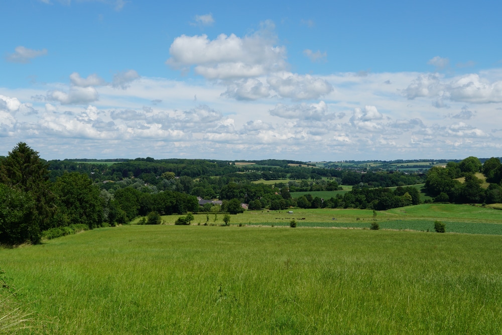 hoog gras en heuvellandschap met bossen in Zuid-Limburg