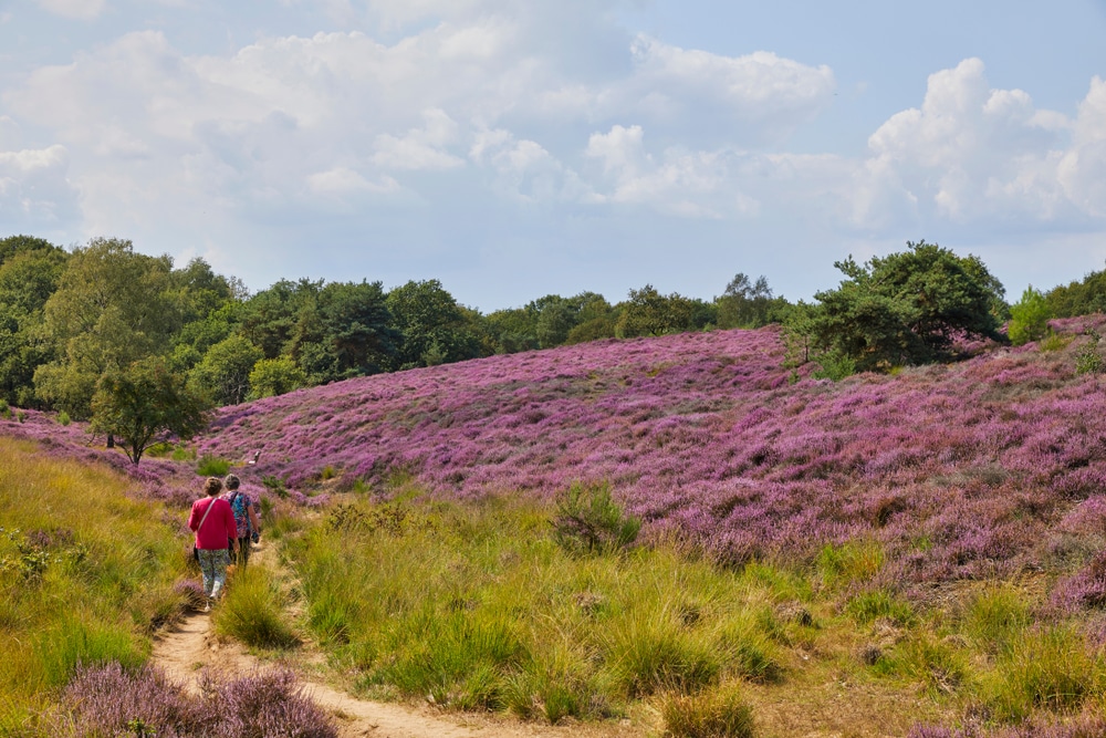 Mookerheide wandelen Nijmegen Gelderland shutterstock 1484425715, bezienswaardigheden alkmaar