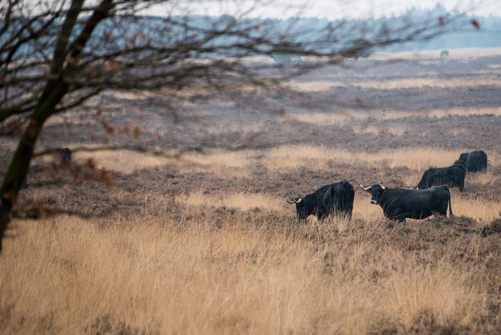 Planken Wambuis wandelroutes Veluwe shutterstock 792038755, wandelen op de veluwe