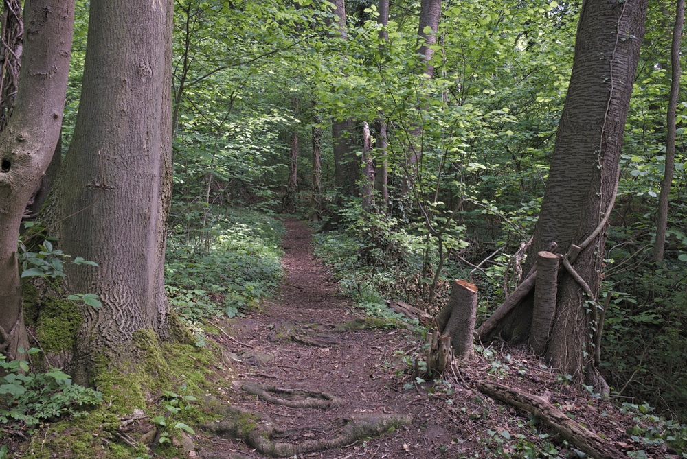 bruin wandelpad tussen de bomen in een bos in Zuid-Limburg