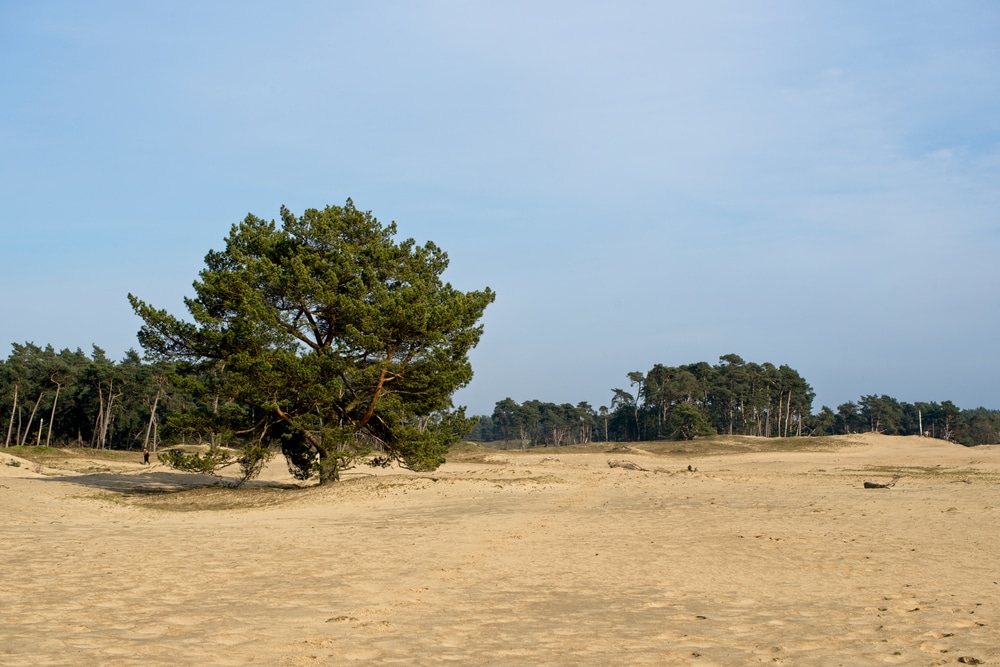 Wandelen op de Veluwe, dit zijn de 10 mooiste wandelroutes!