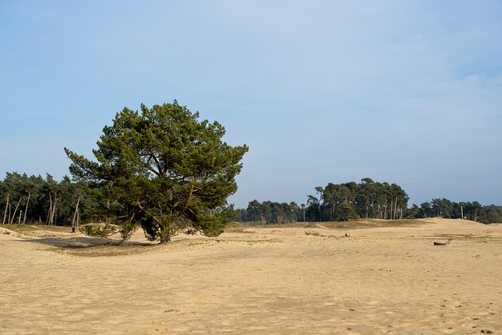 Wekeromse Zand wandelroutes Veluwe shutterstock 1871874493, wandelen op de veluwe