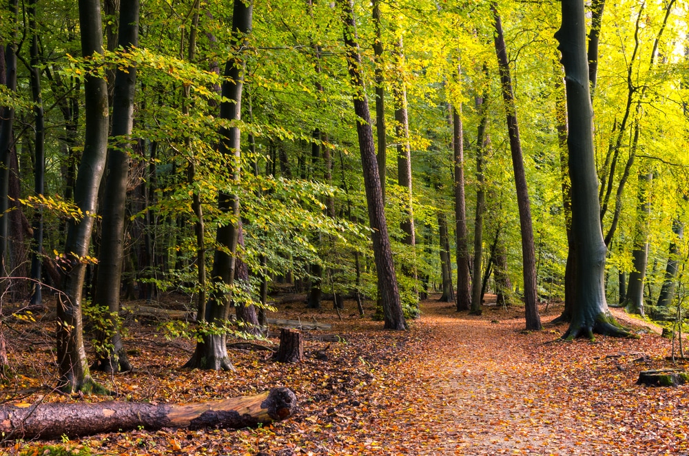 leuvenumse bossen wandelroutes Veluwe shutterstock 1843632538, wandelen op de veluwe