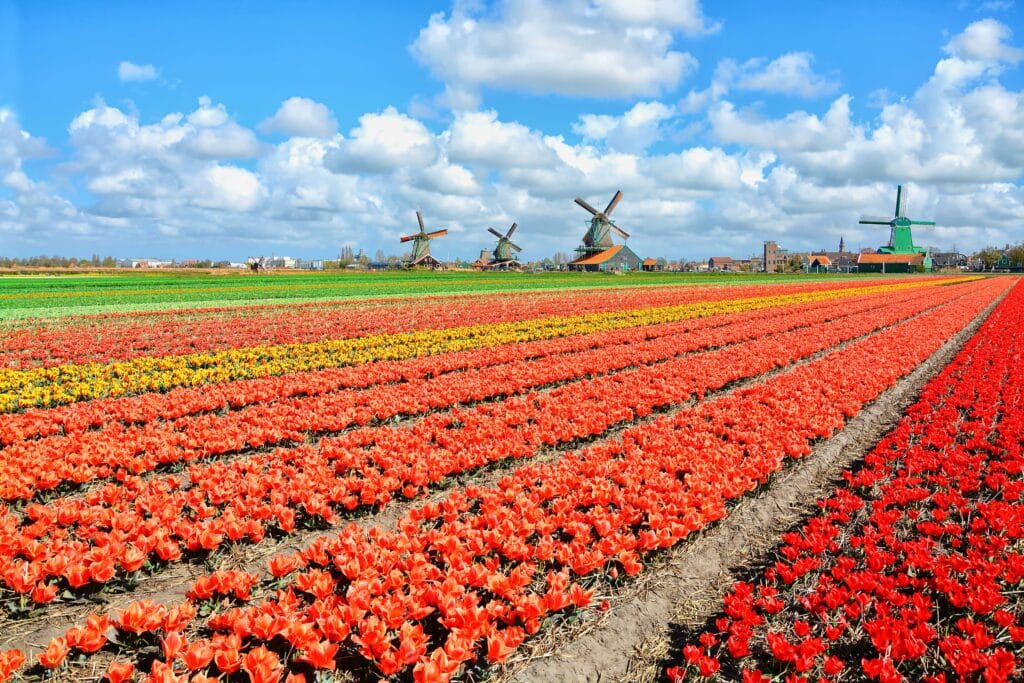 Bloembollenvelden bij Lisse min, wandelen in Zuid-Holland