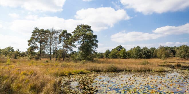 De Meinweg Limburg Nederland natuurgebied shutterstock 1565251801, Bezienswaardigheden Zuid-Holland