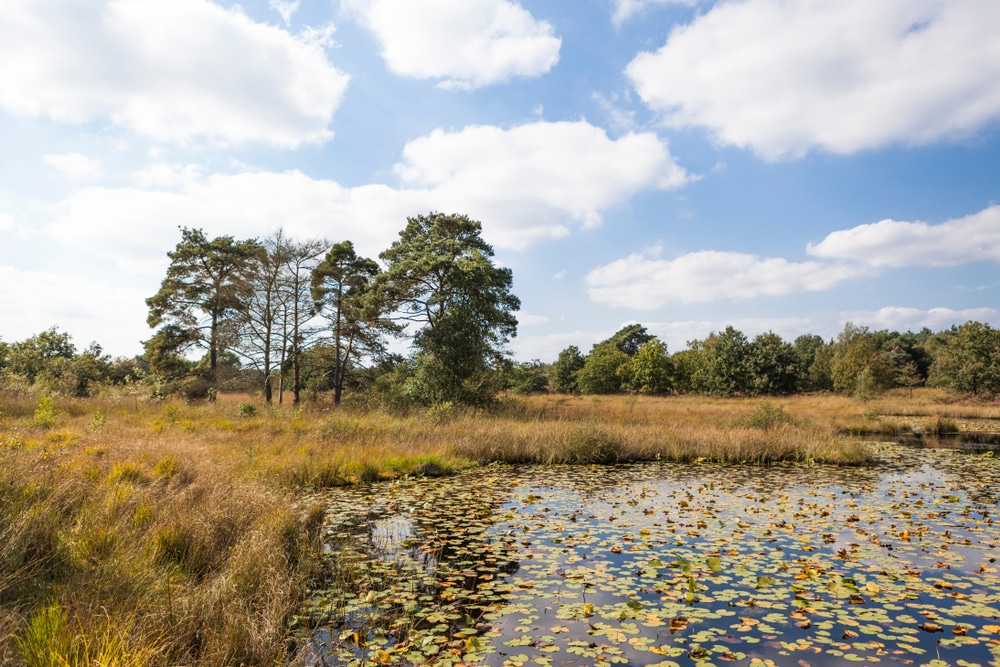 De 10 mooiste natuurgebieden van Nederland