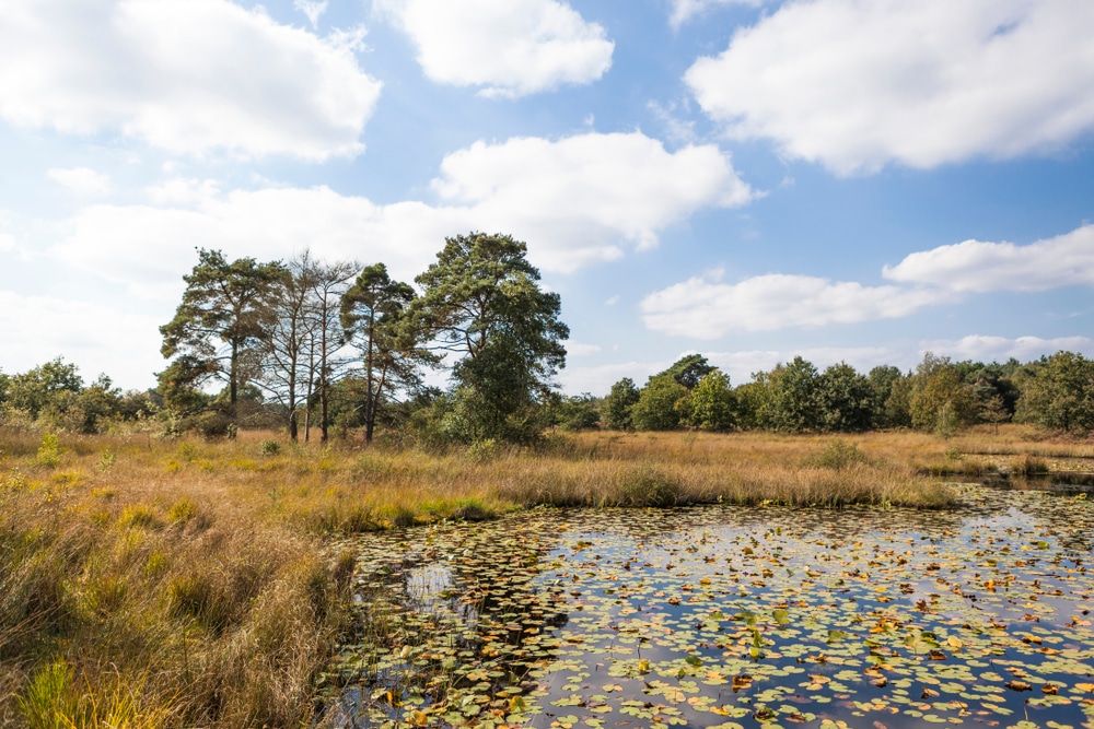 De Meinweg Limburg Nederland natuurgebied shutterstock 1565251801, Bezienswaardigheden Zuid-Holland