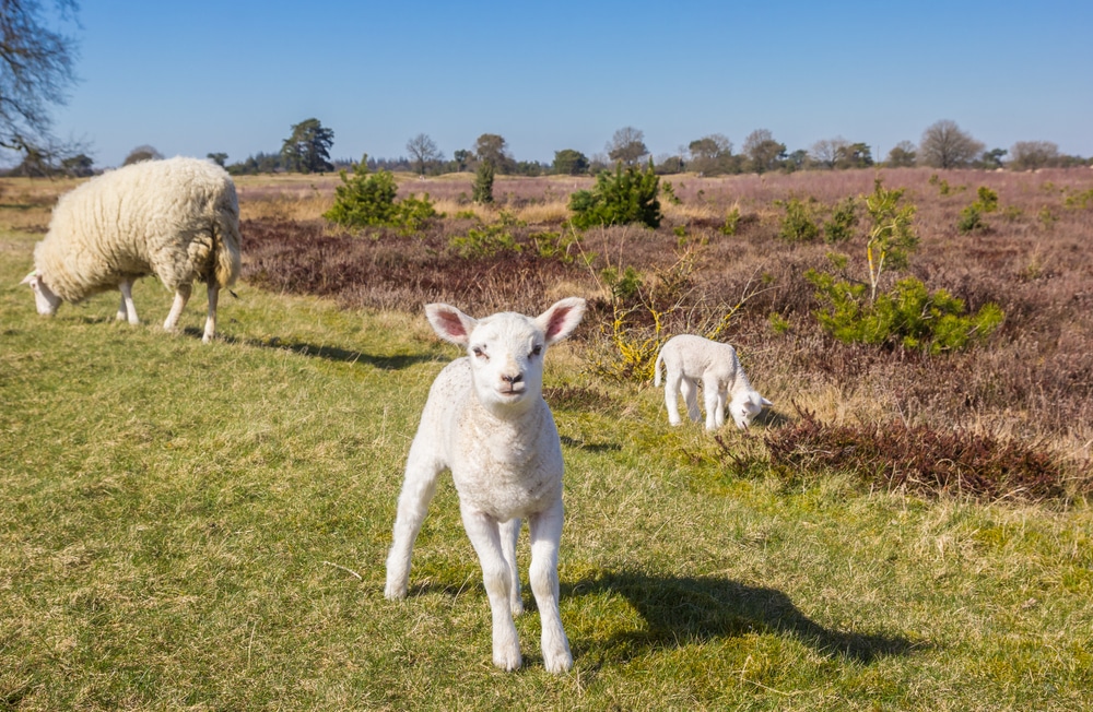 De 10 mooiste natuurgebieden van Nederland