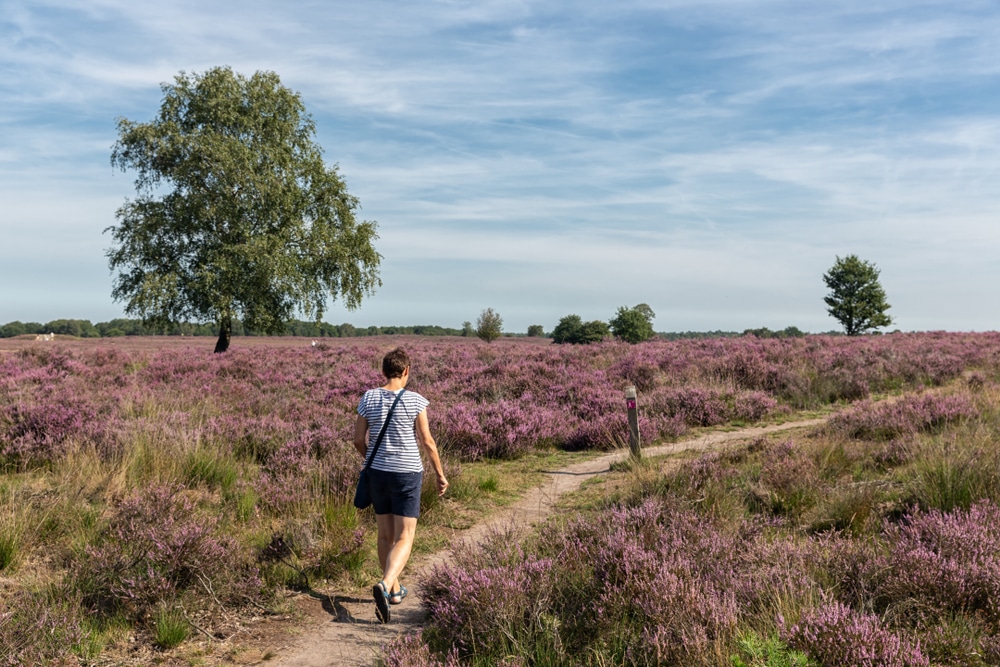 Ermelo Veluwe Nederland natuurgebied shutterstock 1491627797, wandelen brabant