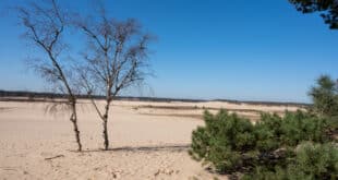 Loonse en Drunense Duinen Nederland natuurgebied shutterstock 1950367123, natuurgebieden nederland