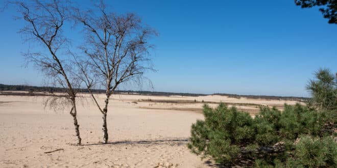 Loonse en Drunense Duinen Nederland natuurgebied shutterstock 1950367123, wandelen in Zuid-Holland