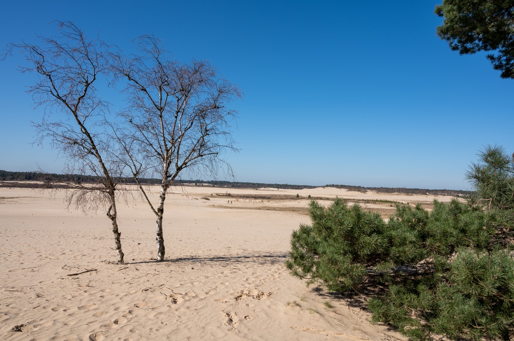 Loonse en Drunense Duinen Nederland natuurgebied shutterstock 1950367123, 15 keer bijzonder overnachten op de Veluwe