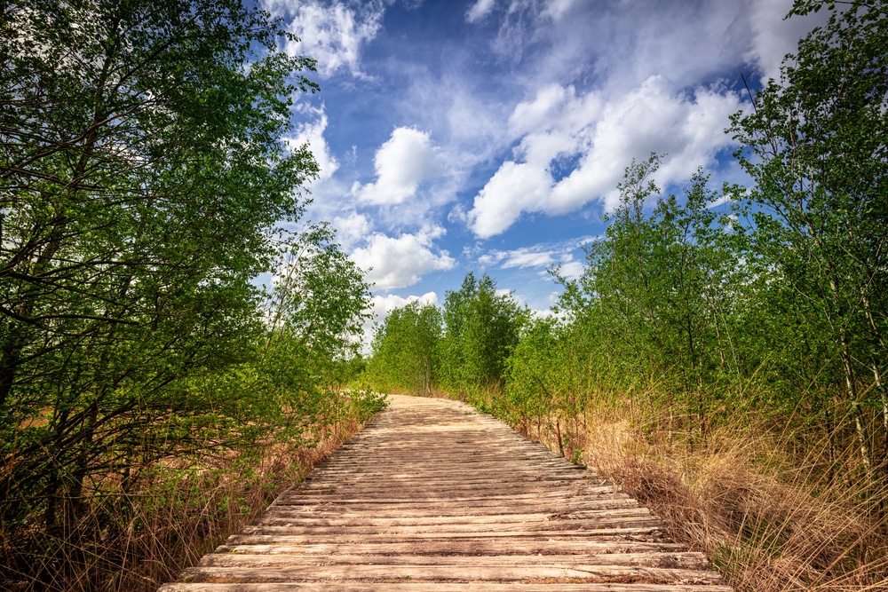 National Park de Groote Peel in Limburg Noord Brabant Nederland natuurgebied shutterstock 1718669704, natuurgebieden nederland