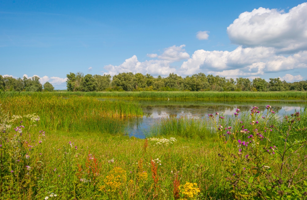 Oostvaardersplassen Flevoland Nederland Natuurgebied shutterstock 1475051228, 15 keer bijzonder overnachten op de Veluwe