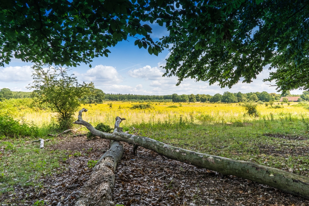 Plantage Willem III Utrecht wandelroutes shutterstock 1446413762, campings Utrechtse Heuvelrug