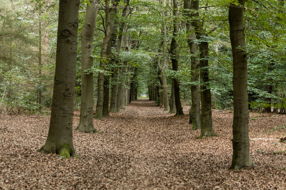 Zeisterbos Utrecht wandelroutes shutterstock 1818010205, campings Utrechtse Heuvelrug