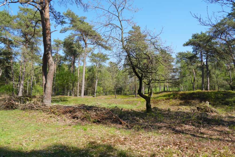 De 10 mooiste natuurgebieden van Nederland