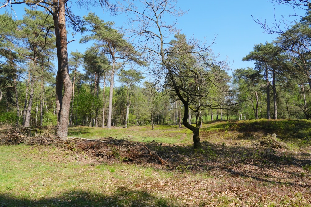 Zuylensteinse bos Leersum Amerongen Utrechtse Heuvelrug Nederland natuurgebied shutterstock 1375343807, Bezienswaardigheden Zuid-Holland