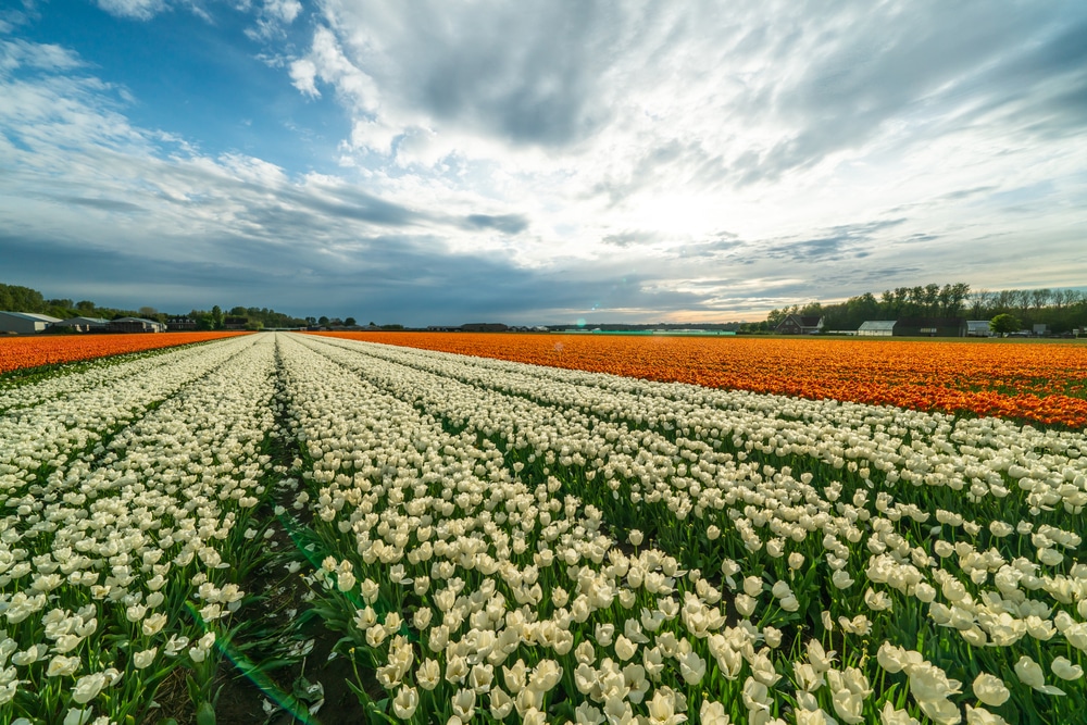 bollenvelden kop van noord holland wandelroutes noord holland shutterstock 1929102398, wandelen in Noord-Holland