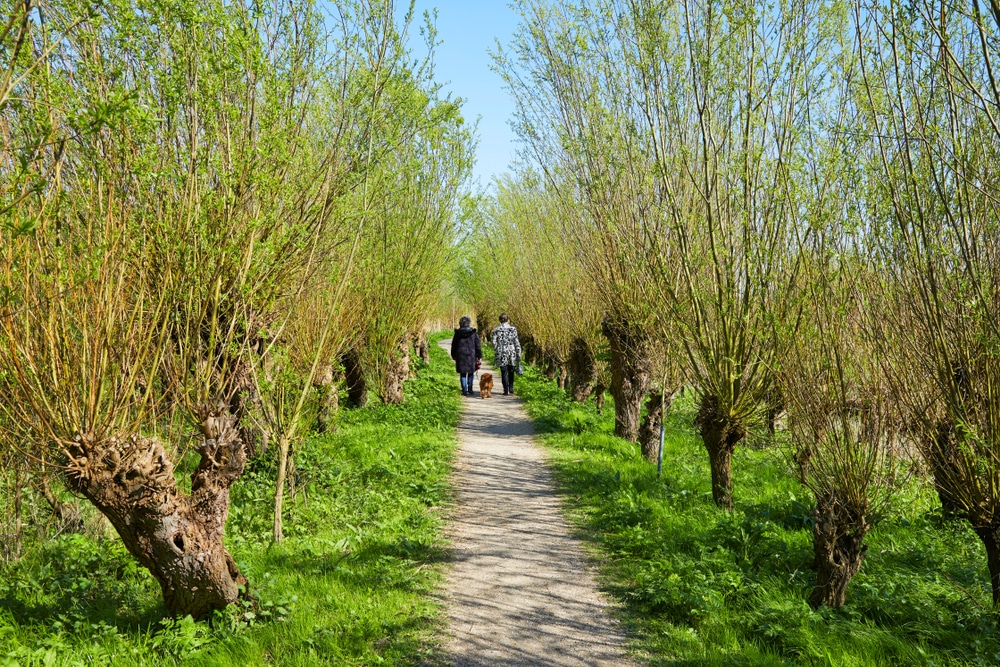 wandelen met hond johannapolder zuid holland shutterstock 1390091768, wandelen in Zuid-Holland