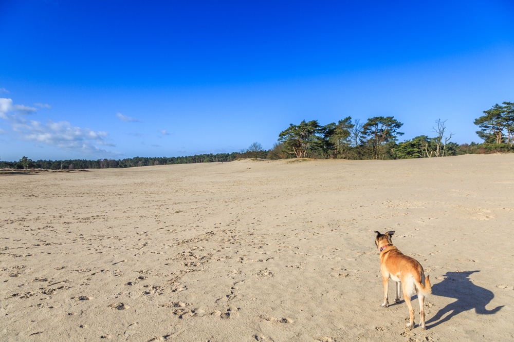 wandelen met hond utrechtse heuvelrug wandelroutes shutterstock 1027604308, campings Utrechtse Heuvelrug