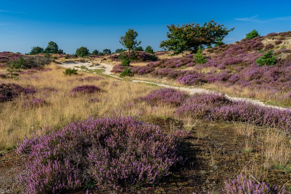 Aekingerzand Drents Friese Wold wandelen Drenthe shutterstock 2043763226, mooiste campings in Drenthe