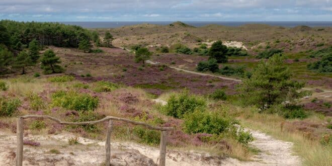 Schoorlse Duinen wandelroutes noord holland shutterstock 2031943037, natuurhuisje friesland