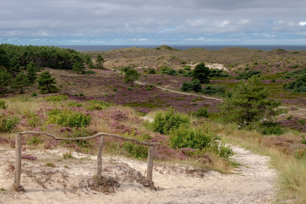 Schoorlse Duinen wandelroutes noord holland shutterstock 2031943037, wandelen in Noord-Holland