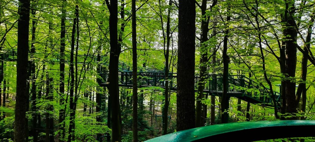 boomkroonpad wandelen Drenthe, bijzonder overnachten drenthe