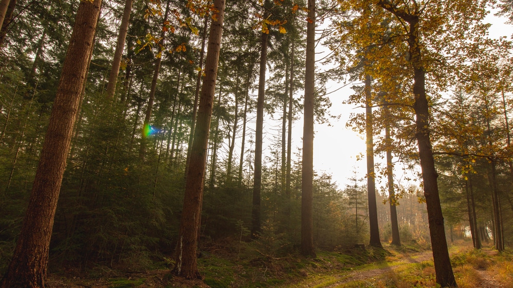 Wandelen in Friesland, de 10 mooiste wandelroutes!
