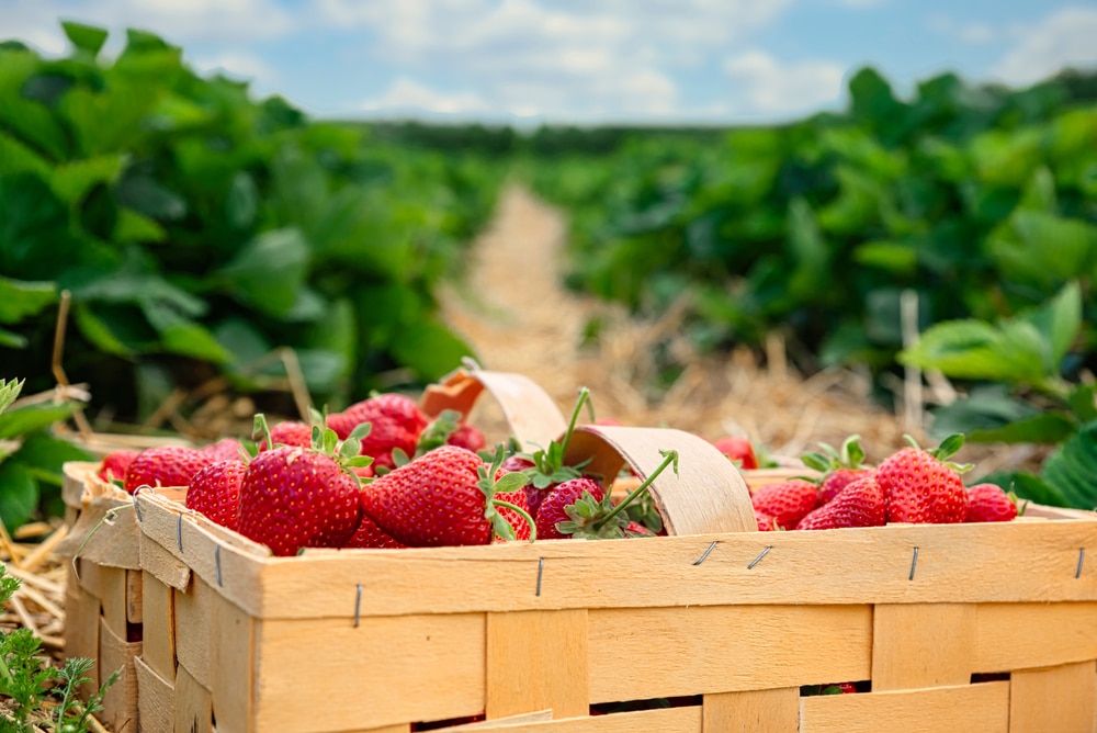 aardbeien plukken fruitig twente wandelroutes twente shutterstock 1782298874, wandelen Twente