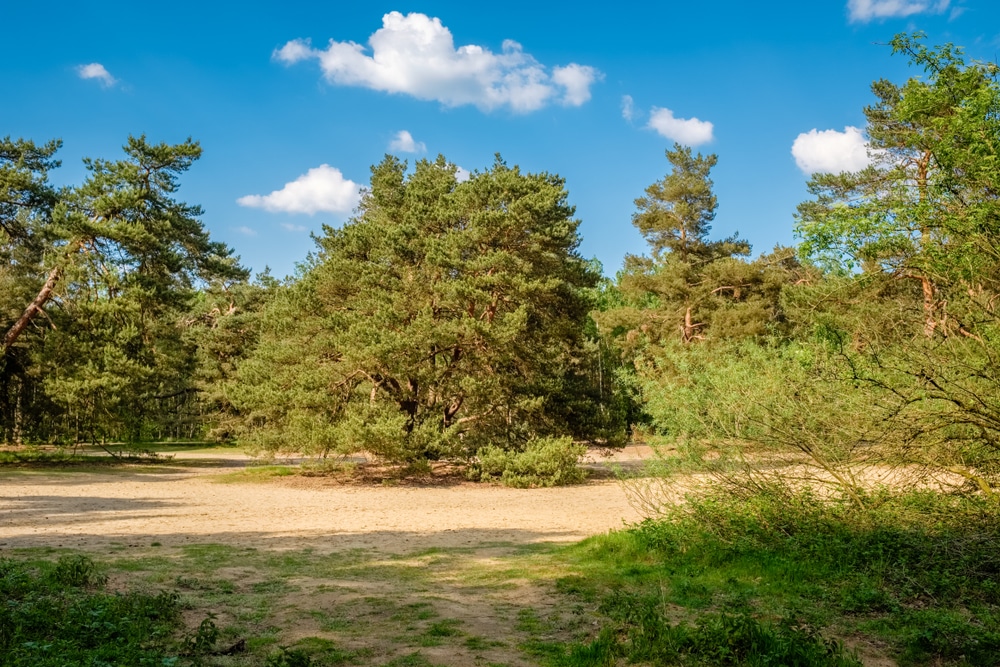 lutterzand wandelroutes twente shutterstock 1103580452, wandelen Twente