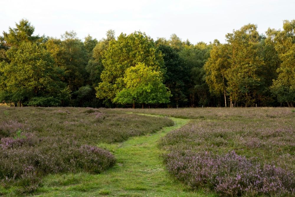 Springendal Wandelroutes Twente Shutterstock 1113440774