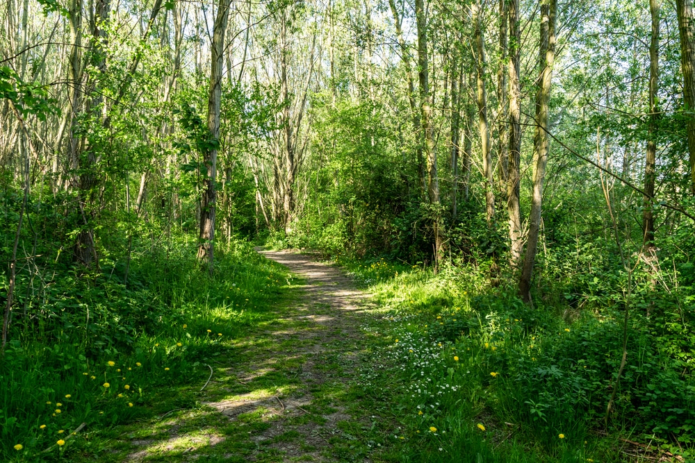 Harderbos wandelen Flevoland shutterstock 1911121156, wandelen Luxemburg mooiste wandelroutes