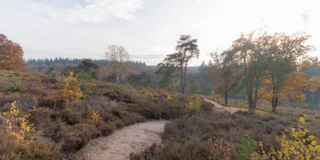 Wandelen in Overijssel, de 10 mooiste wandelroutes!