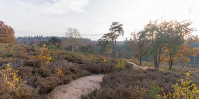 Holterberg Sallandse Heuvelrug Overijssel shutterstock 1791566168, wandelen op Ameland