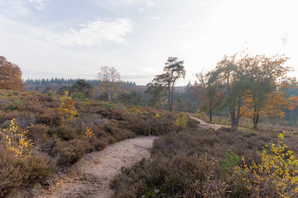 Holterberg Sallandse Heuvelrug Overijssel Shutterstock 1791566168
