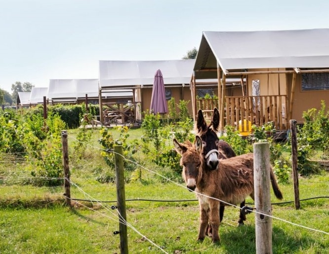 Boerderijcamping Mariekerke 23 916x516 1