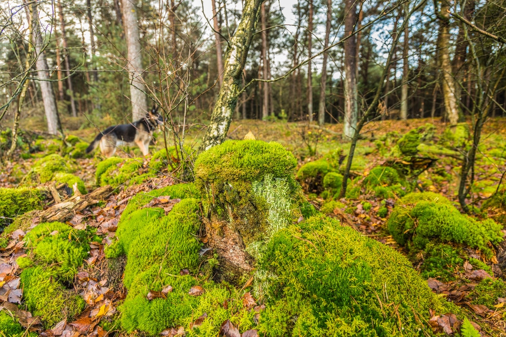 harskamp wandelen gelderland shutterstock 1576608751, wandelroutes Gelderland