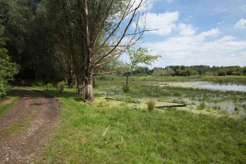 Horsterwold wandelen Flevoland shutterstock 578109256, wandelen Flevoland