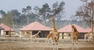 Overnachten Beekse Bergen, kindercamping Noord-Brabant