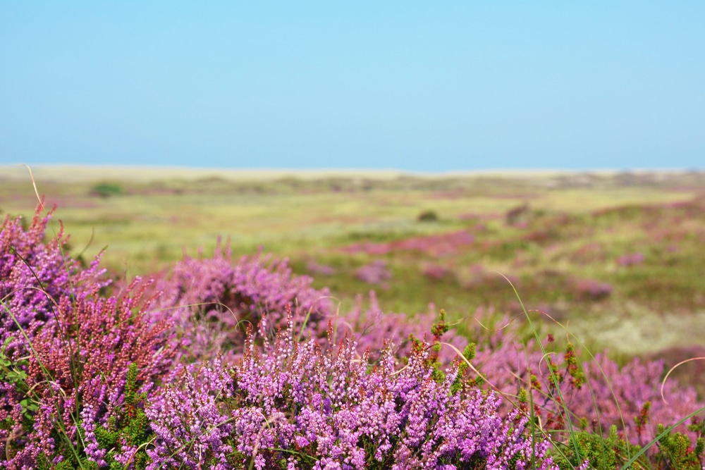 bollekamer wandelen texel shutterstock 1493396600, wandelen op Texel